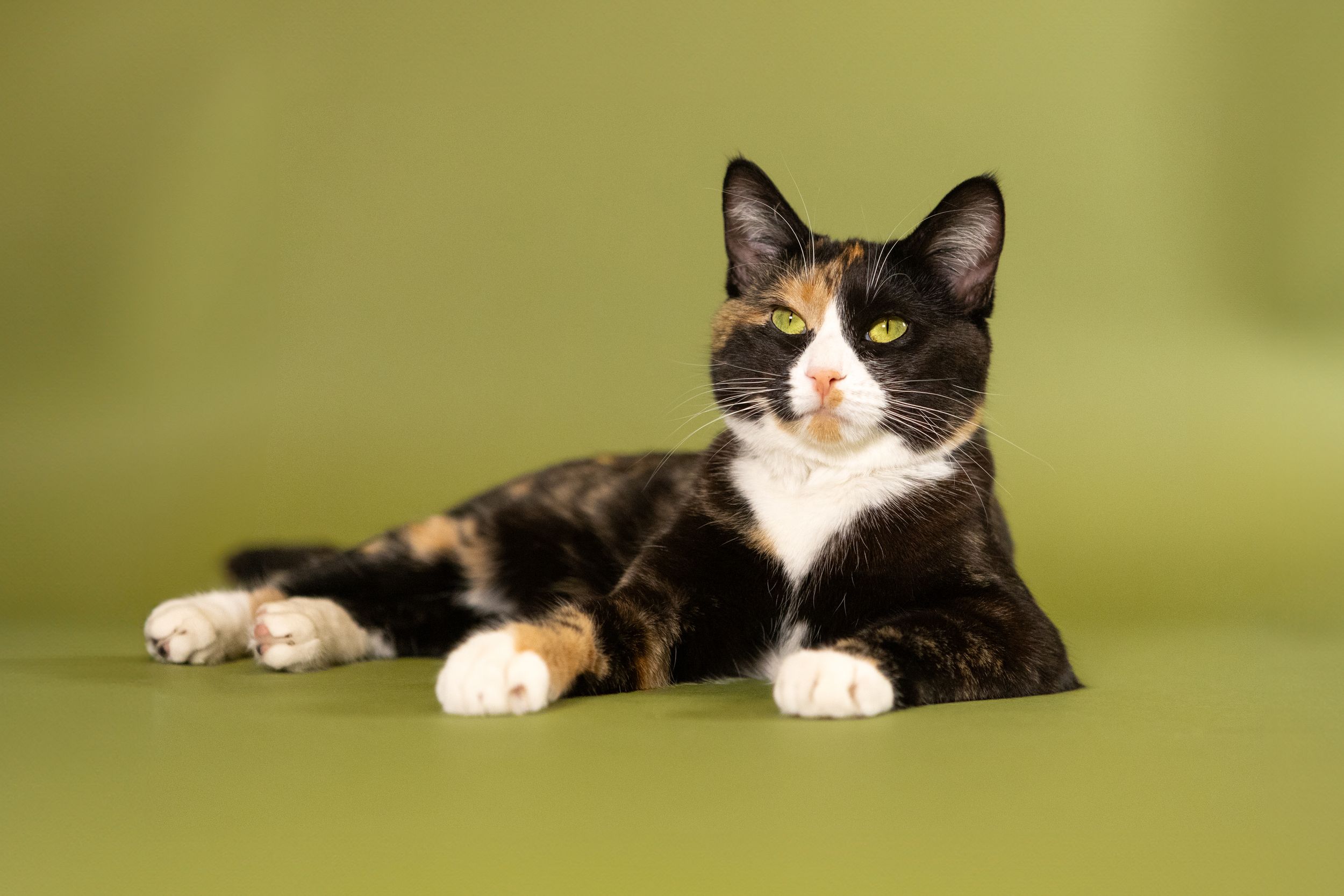 tortoiseshell cat laying on olive green seamless backdrop
