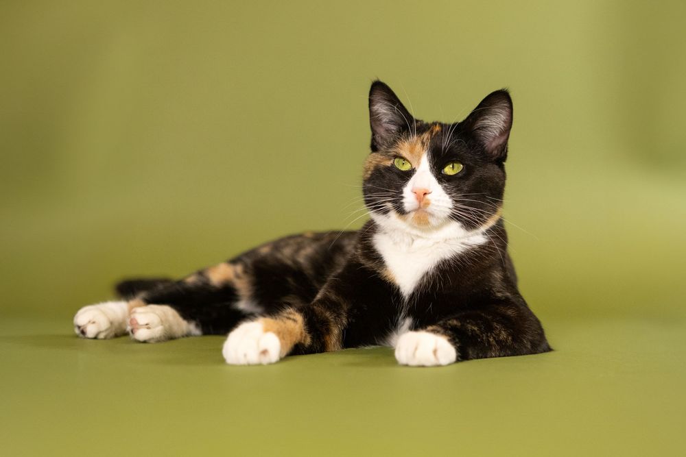tortoiseshell cat laying on olive green seamless backdrop