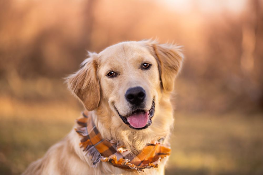 A happy golden retriever dog playing outdoors with an autumn leaf in its mouth during sunset.