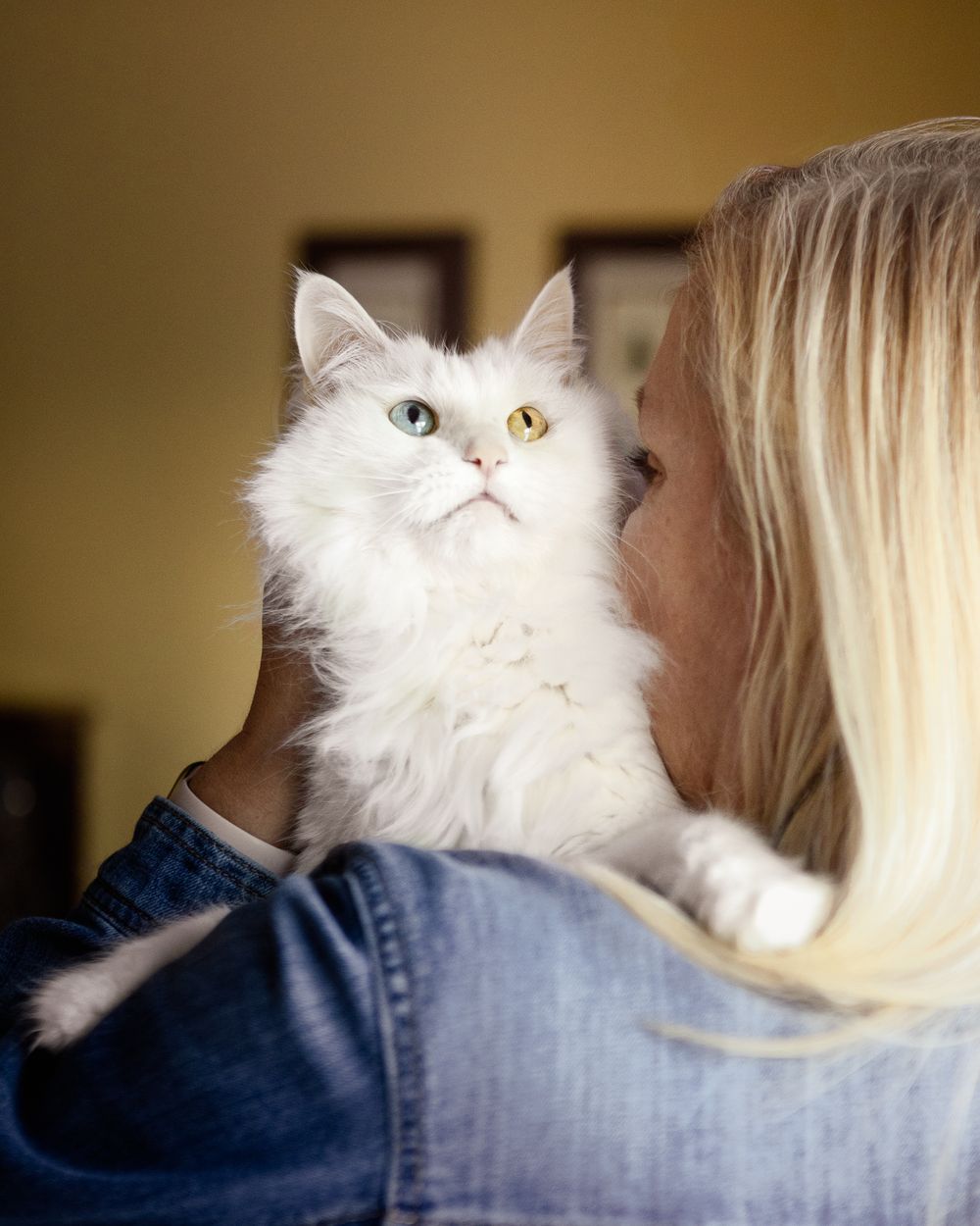 A white Persian cat with golden eyes peeks around the shoulder of someone wearing a denim shirt.
