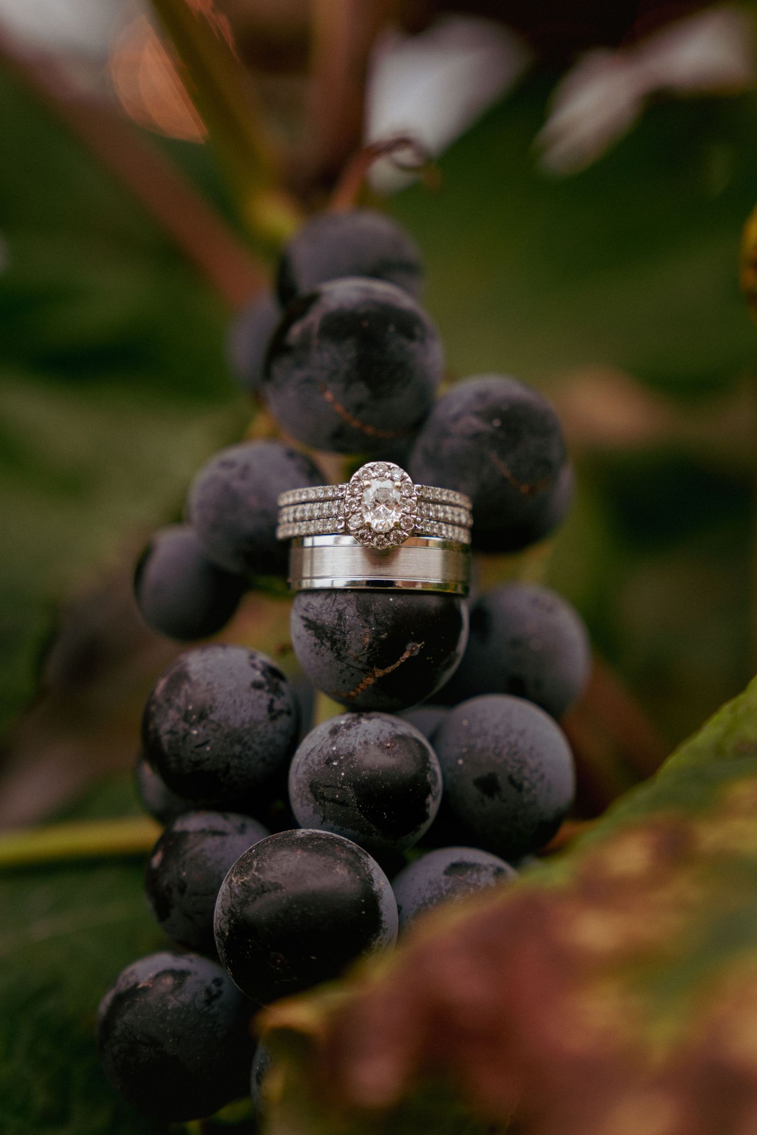 Close-up of wedding rings styled on a cluster of grapes, perfect for vineyard or winery wedding inspiration.