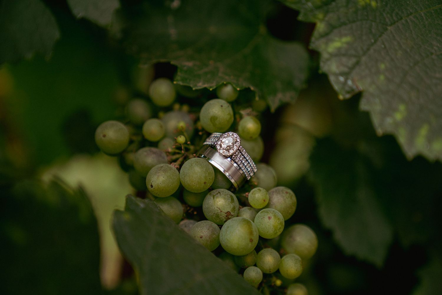 Wedding rings nestled on a bunch of green grapes for vineyard wedding detail.