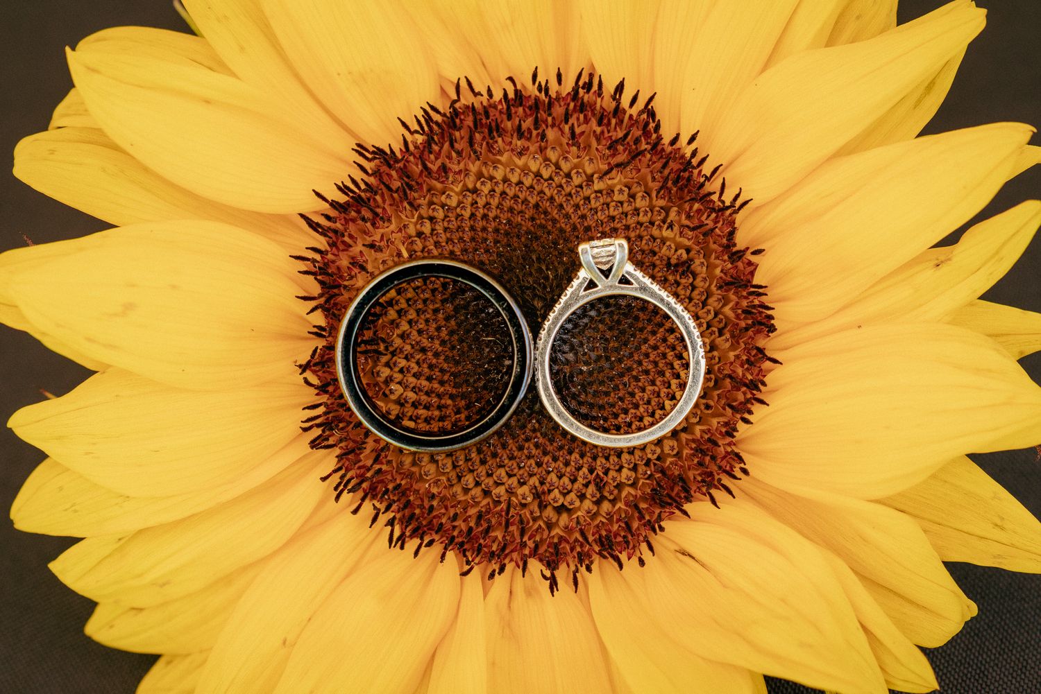 Detail shot of wedding rings resting atop a bright sunflower, symbolizing love and warmth in a rustic wedding setting.