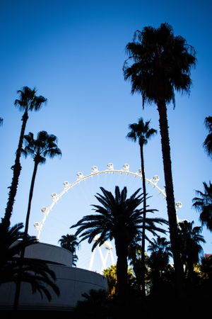 Las Vegas High Roller observation wheel silhouetted against blue sky with palm trees.