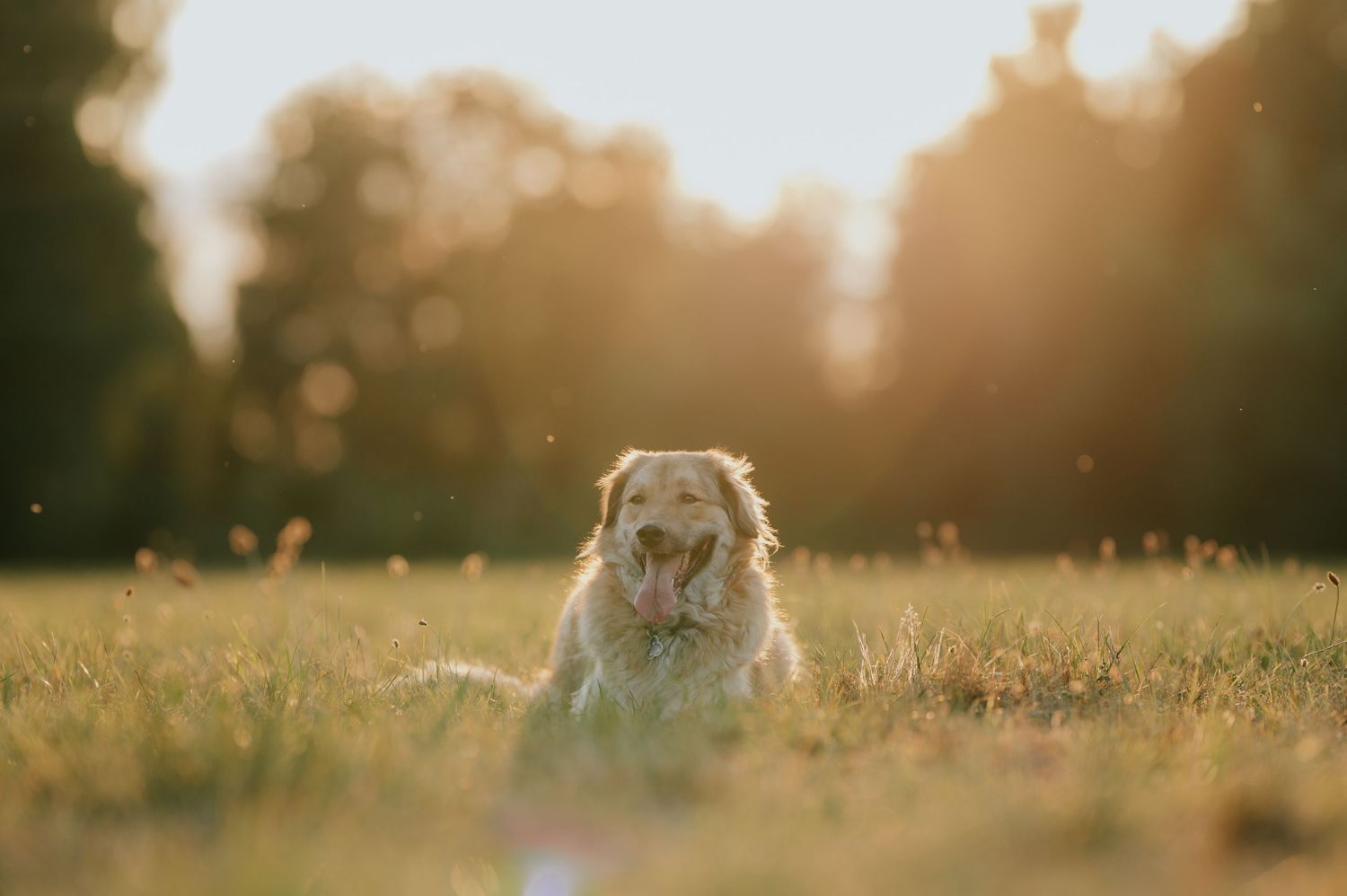 Prächenshooting in Saulgau und Umgebung mit Hund Jovanna Burkard KWICKSHOT