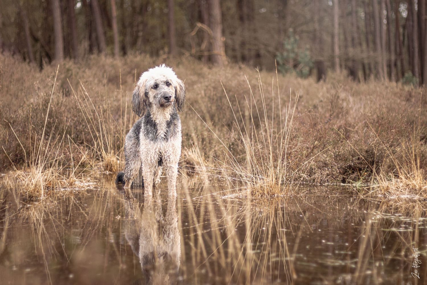 Hondenfotografie Zoefotografeert