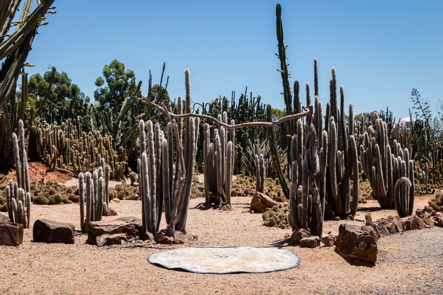 A desert landscape filled with tall saguaro cacti and rocky terrain under bright blue sky.