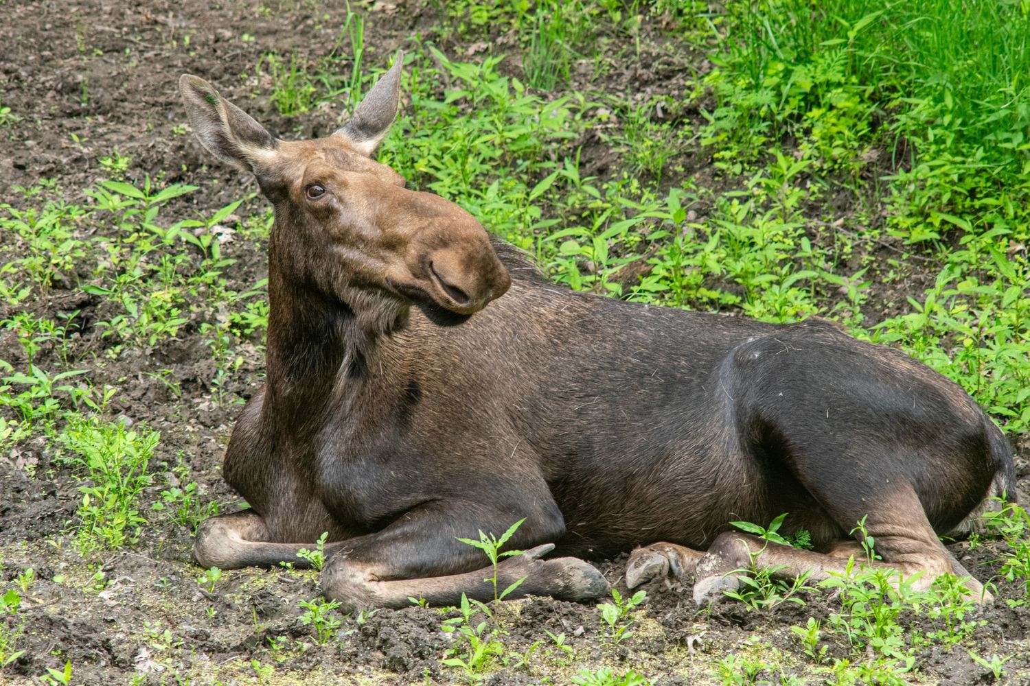 Moose resting on the ground surrounded by green vegetation.