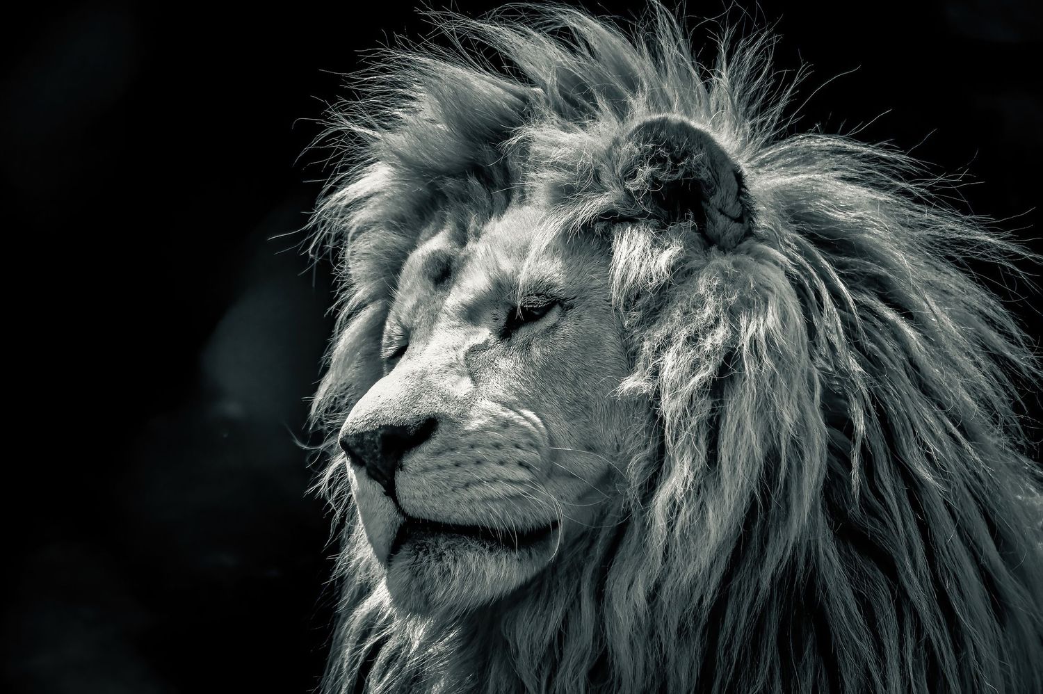 Maximus le lion au Zoo de Falardeau | Noir et Blanc | Photographie animalière professionnelle | Black and White