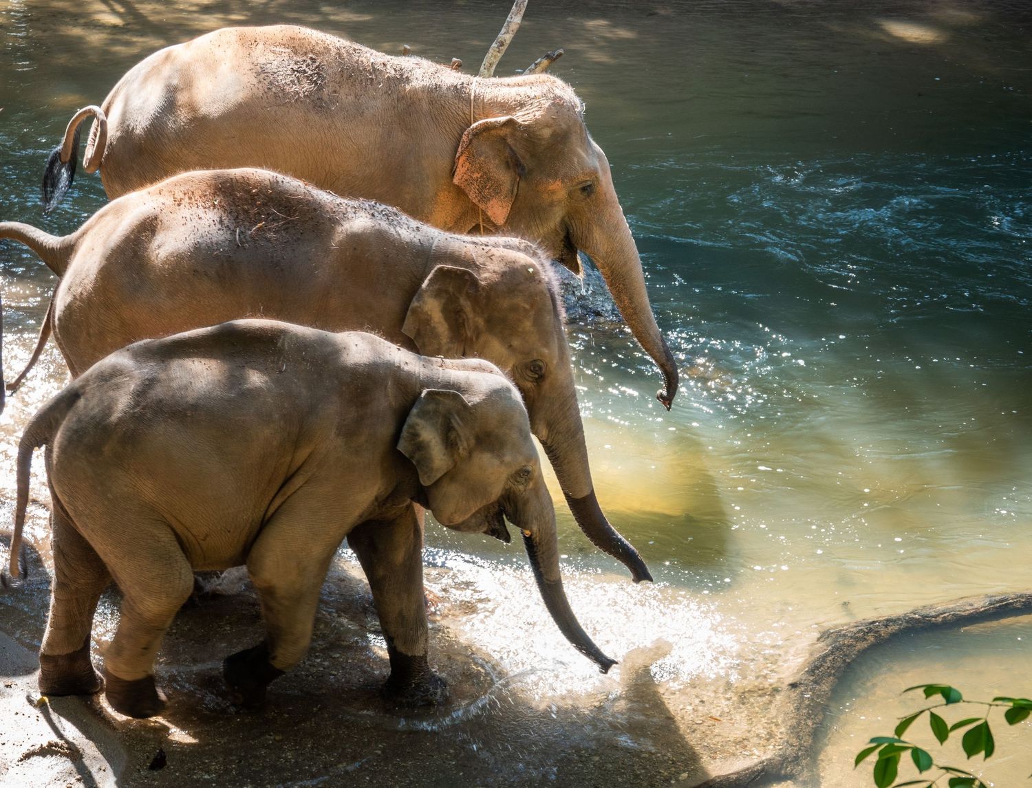 Three young elephants play and splash together in shallow water.