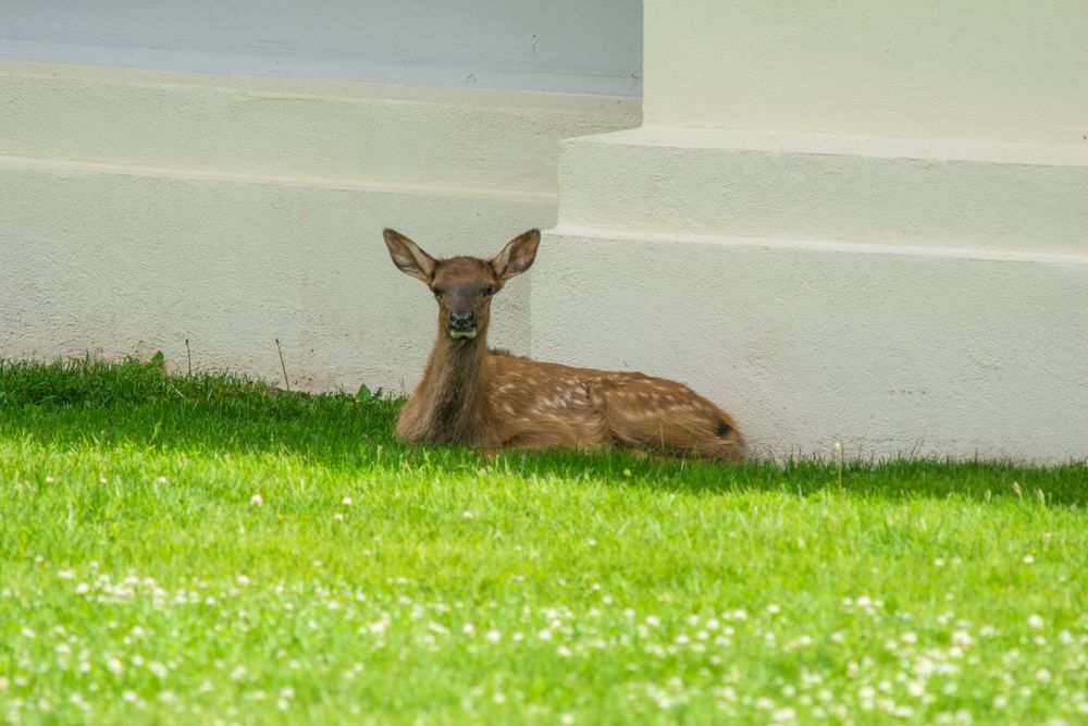A spotted fawn rests peacefully on green grass beside a white building wall.