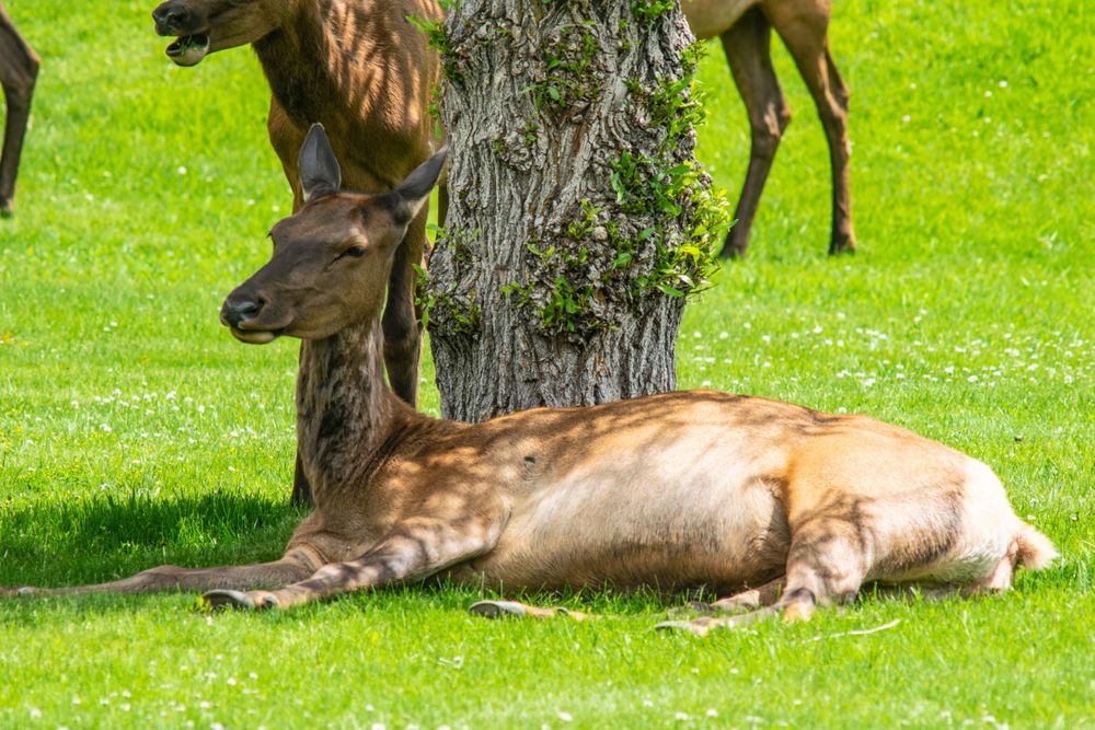 Two elk rest in the shade beneath a large tree trunk on lush green grass.