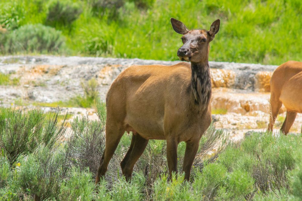An elk stands alert in sagebrush terrain with rocky outcroppings in the background.
