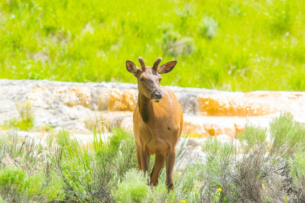 A lone elk stands among sagebrush with green meadow and rocks in the background.