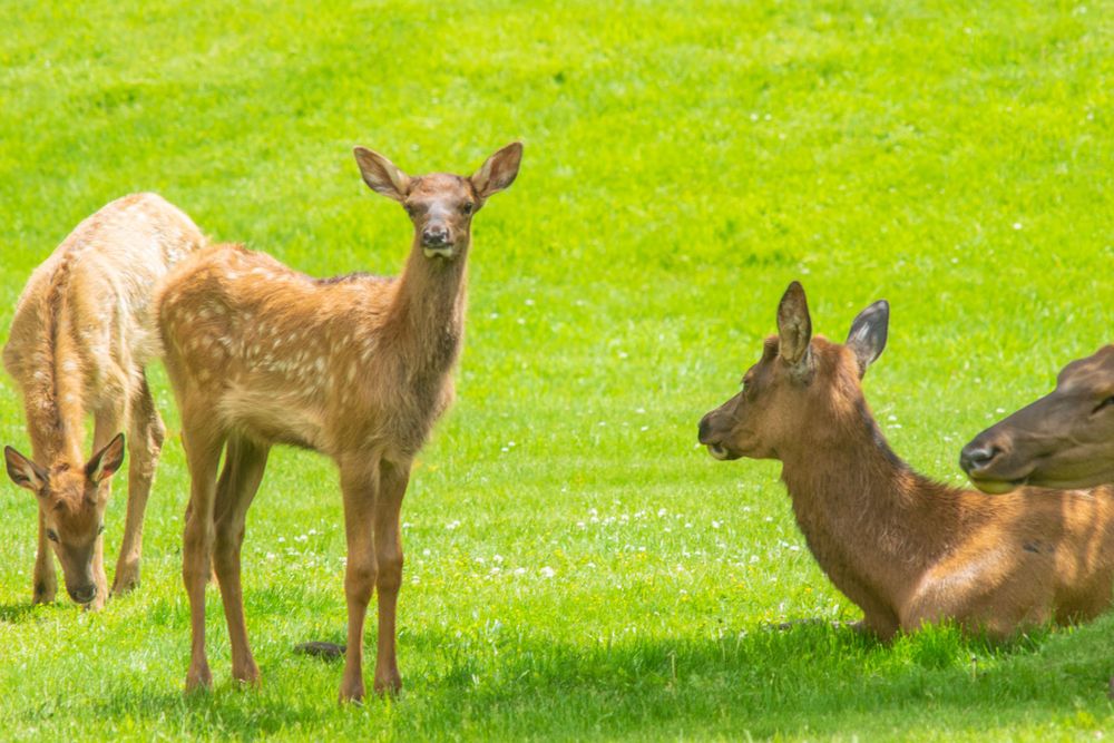 Three young elk graze together on bright green grass during summer.