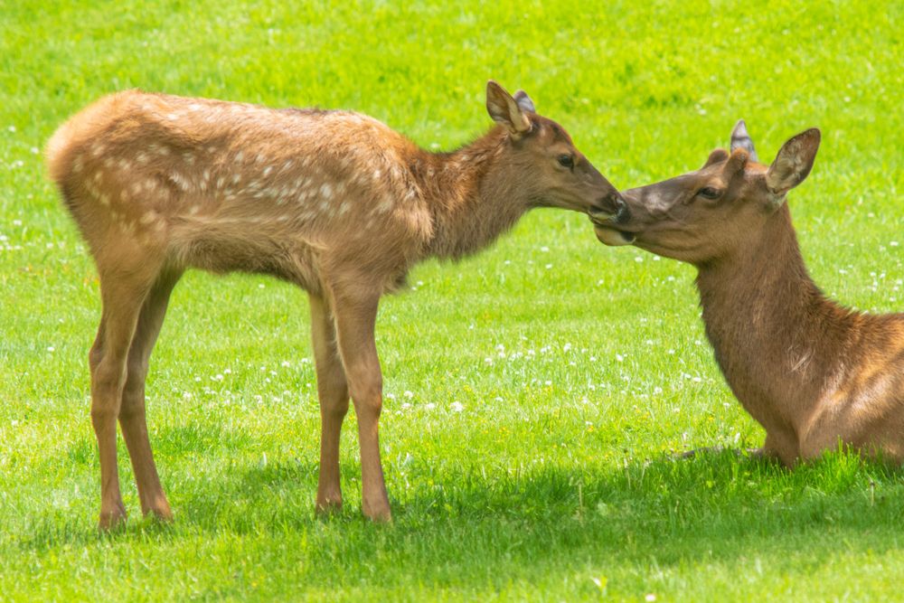 Two young deer share an intimate moment nose-to-nose on bright green grass.