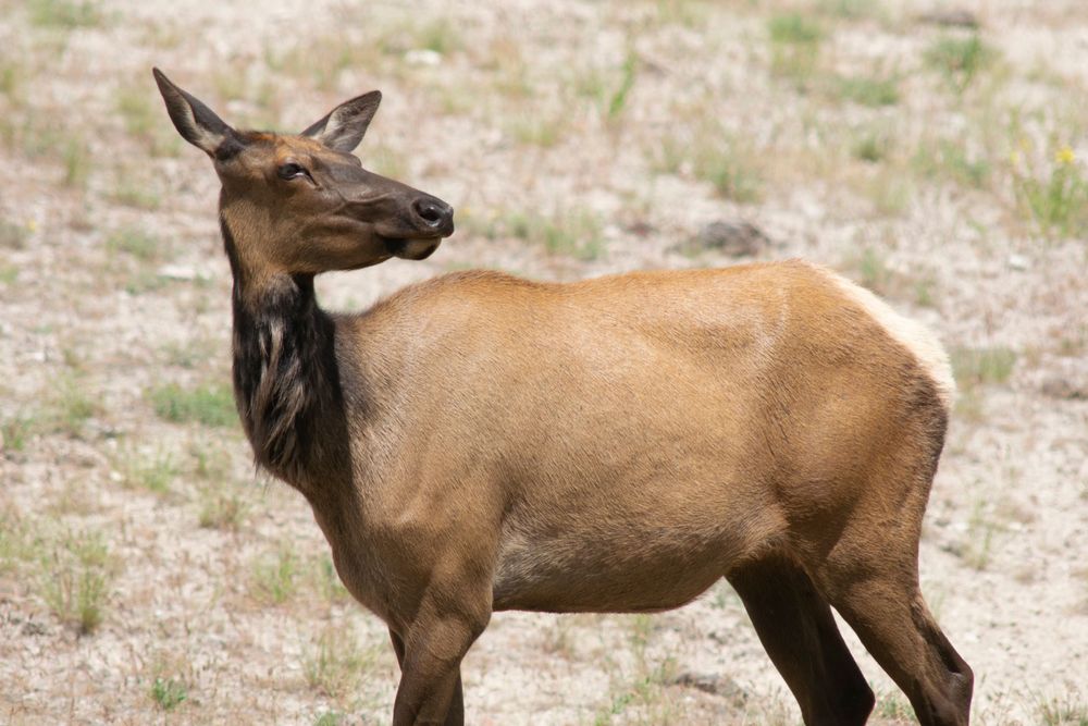 A young elk stands alert in a dry grassland with golden-brown fur and distinctive black neck markings.