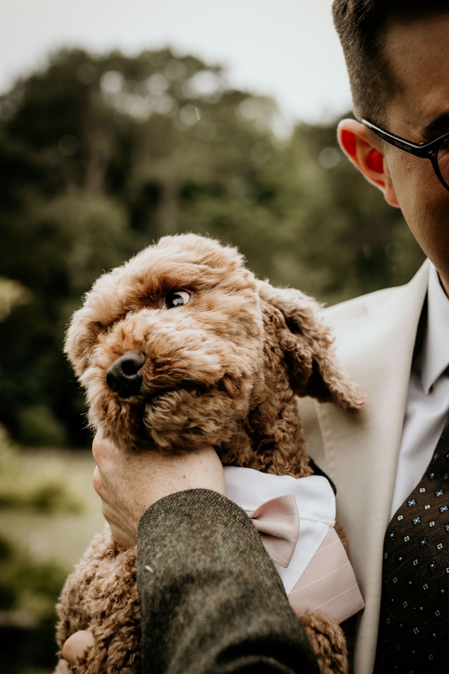 A fluffy brown toy poodle puppy being held up against a white suit in an outdoor setting.