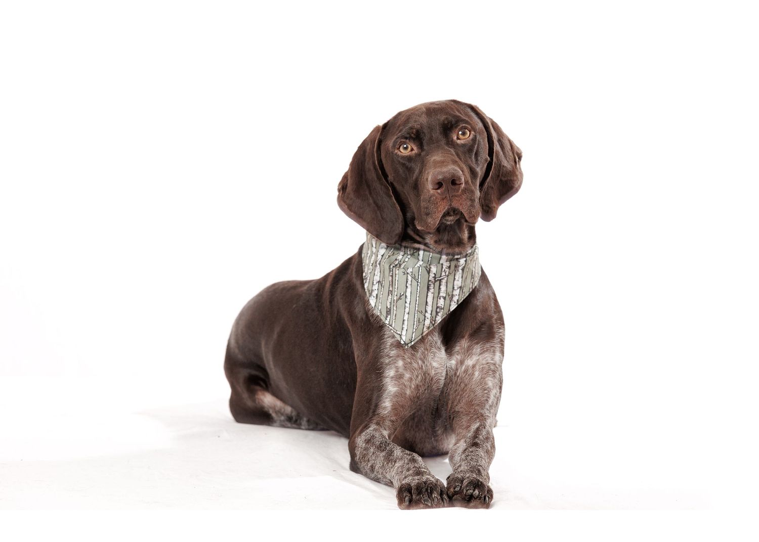 German shorthaired pointer sitting in alert pose against white backdrop.