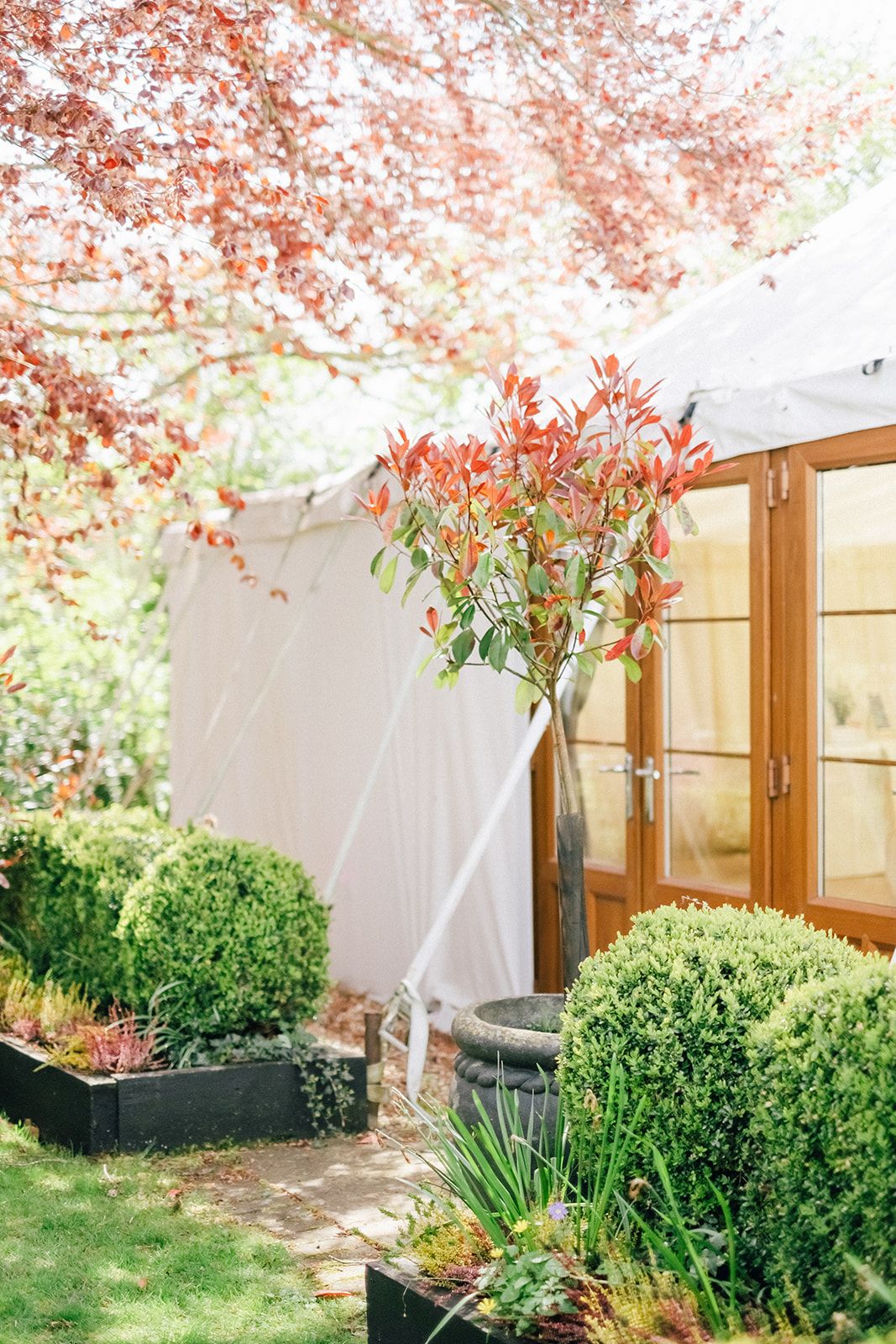 White garden tent with wooden doors and cherry blossoms framing the entrance against trimmed boxwood bushes.