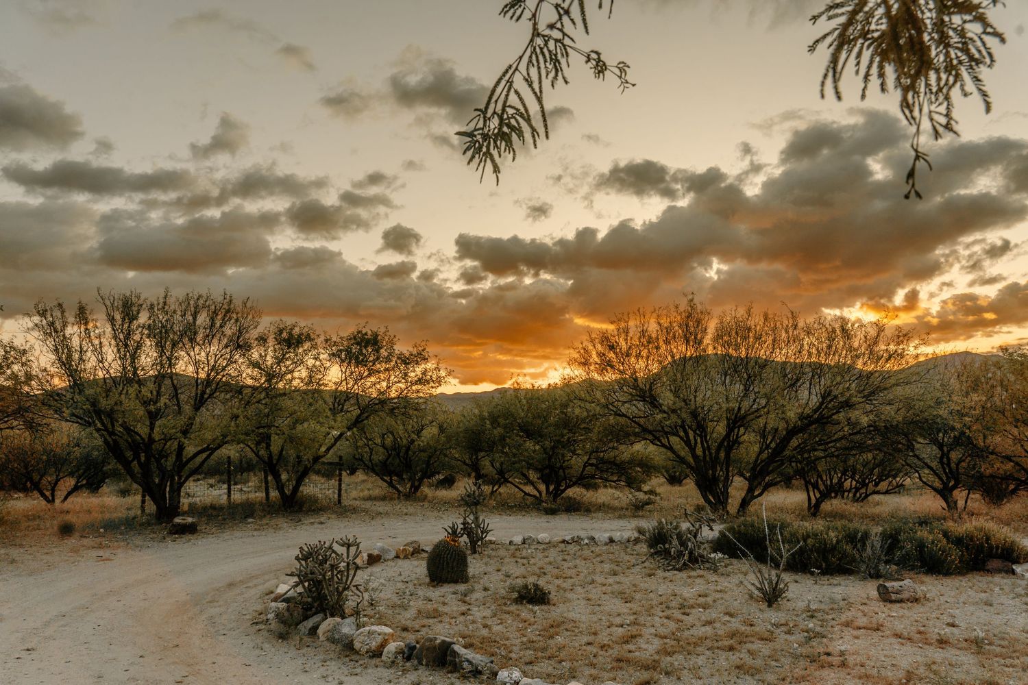 Desert landscape at sunset with dramatic clouds and silhouetted trees.
