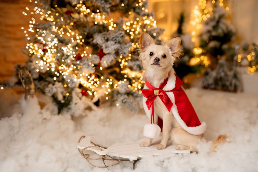 Small white dog wearing a red Christmas costume sitting in front of illuminated holiday decorations.