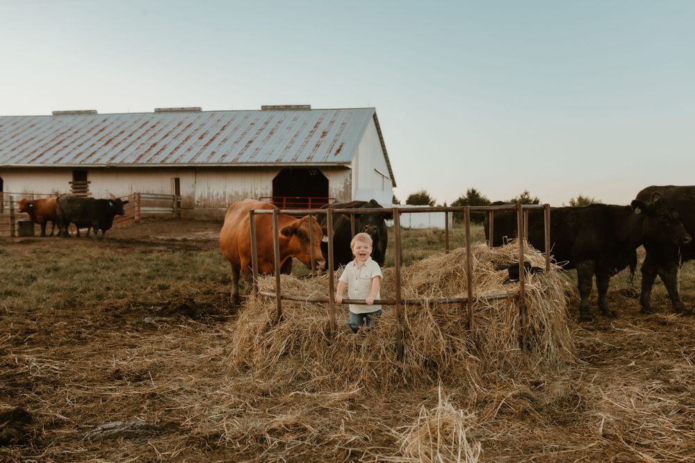 A farm scene with cattle grazing near a metal barn structure and a child playing in hay.
