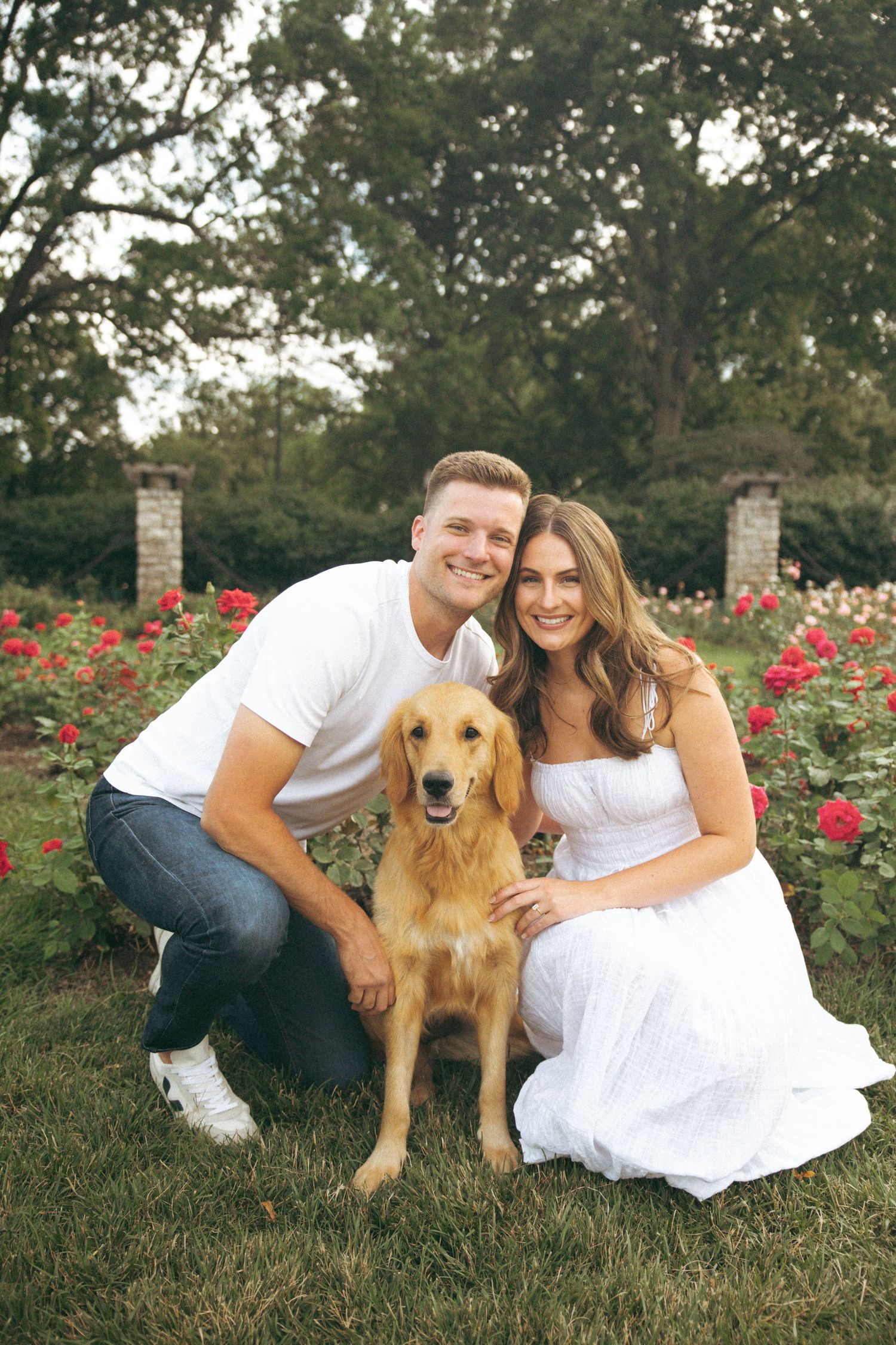 A couple poses with their golden retriever in a garden filled with red roses.