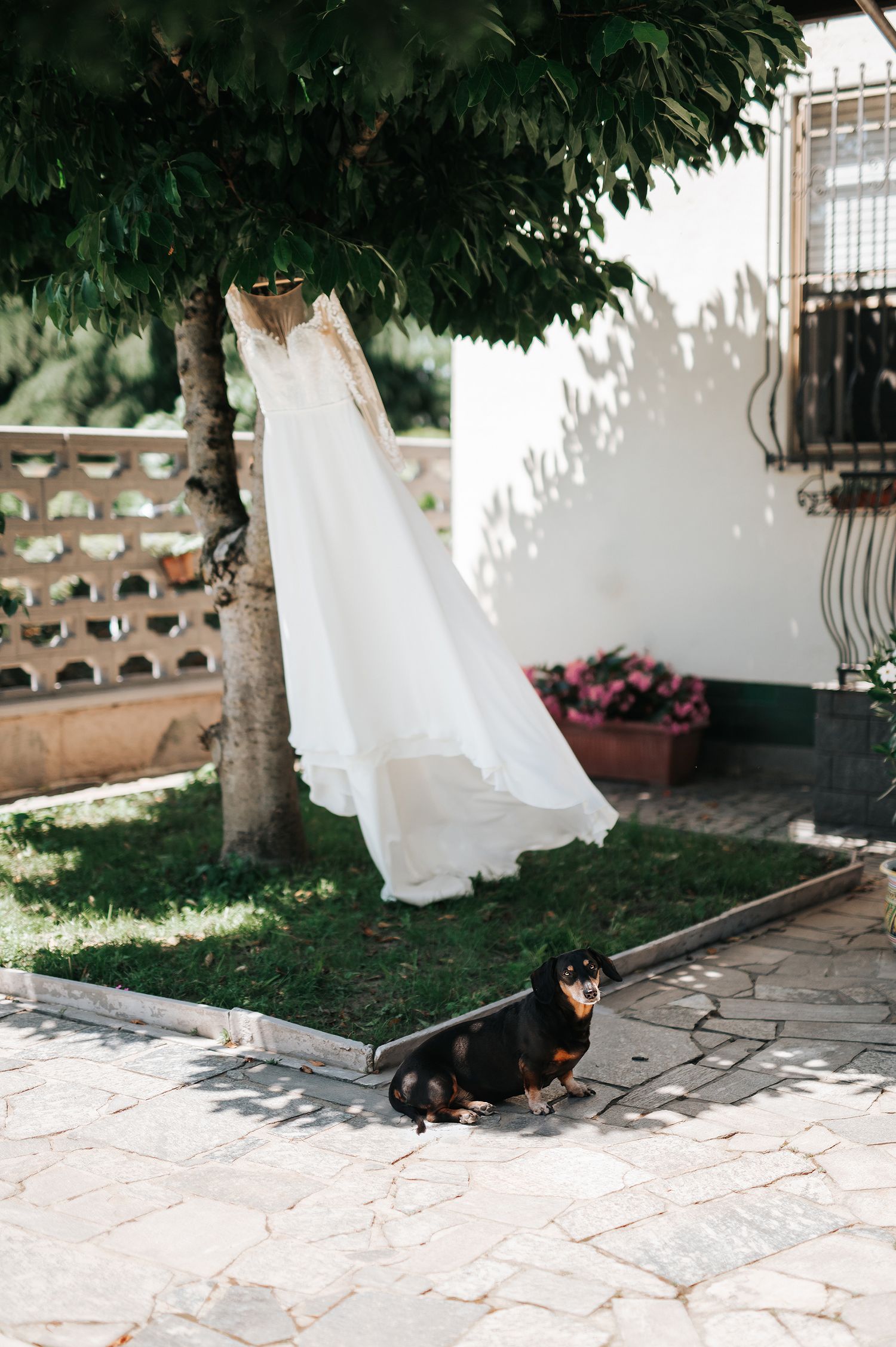 White lace wedding dress hanging from a tree with a dachshund dog sitting below.