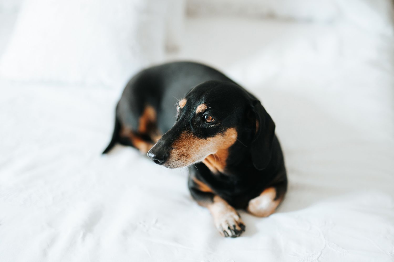 Adorable black and tan dachshund puppy resting on a white bed.