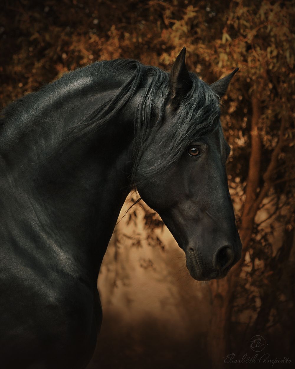 Photographe frison en Belgique