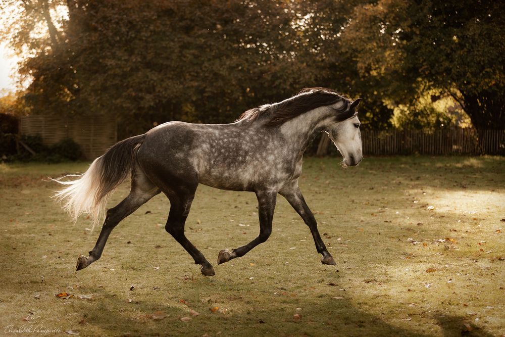 Photographe de chevaux lusitaniens et de chiens en Belgique. Photographie équine et canine en Belgique. Photographe d'animaux en Belgique