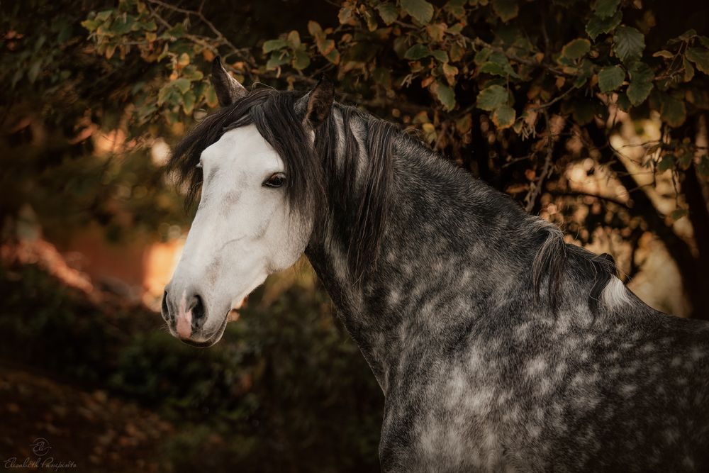 Photographe de chevaux lusitaniens et de chiens en Belgique. Photographie équine et canine en Belgique. Photographe d'animaux en Belgique