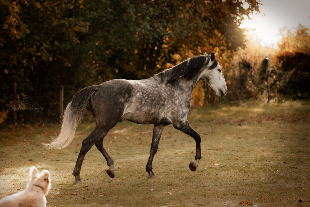 Photographe de chevaux lusitaniens et de chiens en Belgique. Photographie équine et canine en Belgique. Photographe d'animaux en Belgique