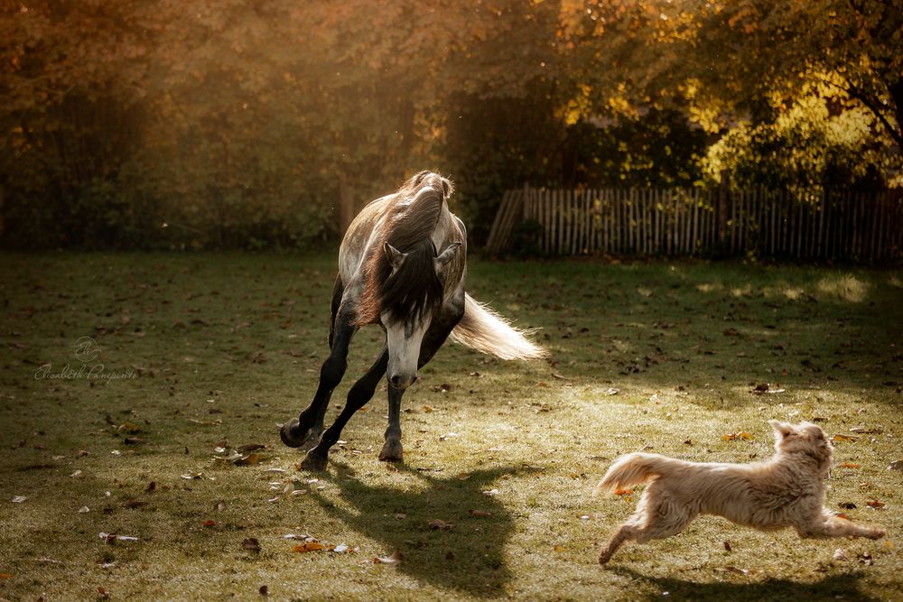 Photographe de chevaux lusitaniens et de chiens en Belgique. Photographie équine et canine en Belgique. Photographe d'animaux en Belgique