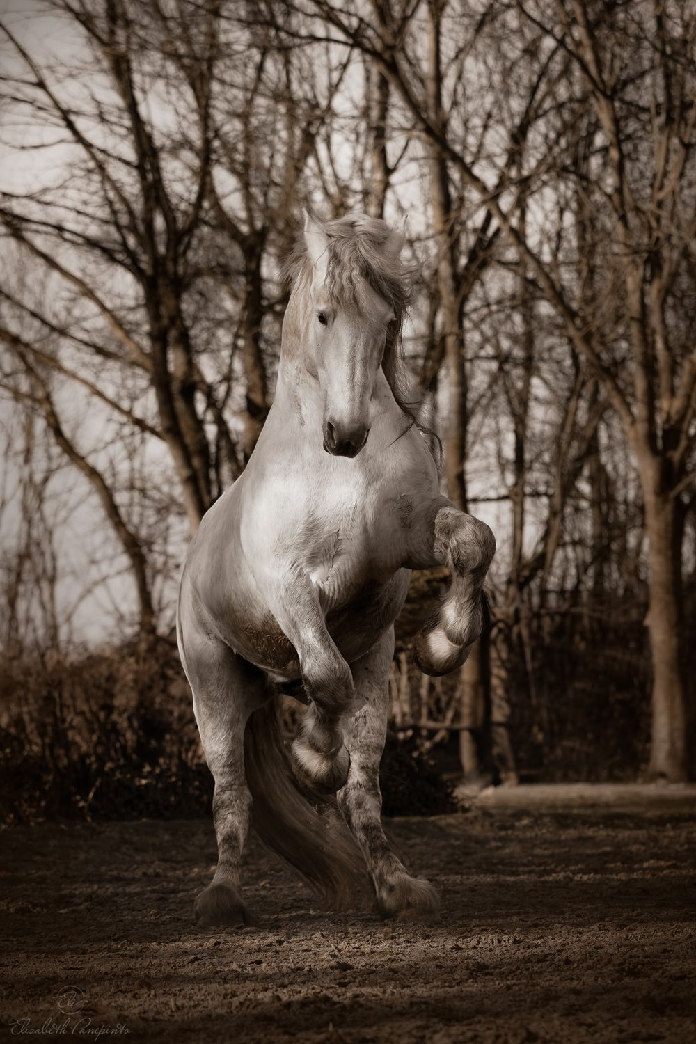 Photographe équin en Belgique. Photographie de chevaux en Belgique. Best equine photographer belgium.