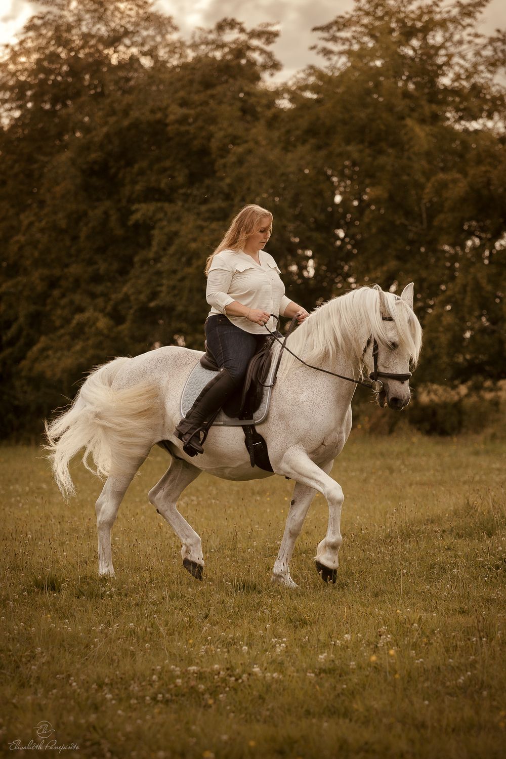 Photographe de chevaux espagnols et de chiens en Belgique. Photographie équine et canine en Belgique. Photographe d'animaux en Belgique