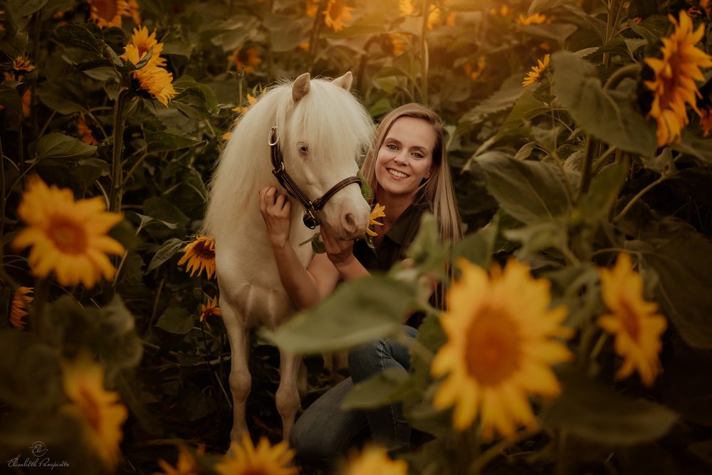 Photographe de poneys et de chiens en Belgique. Photographie équine et canine en Belgique. Photographe d'animaux en Belgique