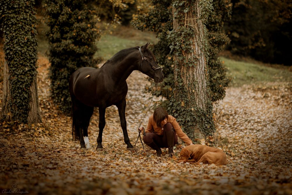 Photographe de chevaux espagnols et de chiens en Belgique. Photographie équine et canine en Belgique. Photographe d'animaux en Belgique