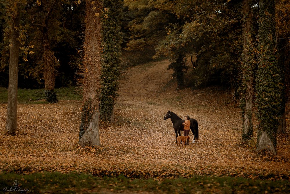 Photographe de chevaux espagnols et de chiens en Belgique. Photographie équine et canine en Belgique. Photographe d'animaux en Belgique