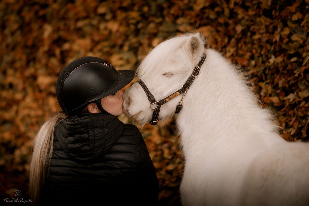 Photographe de poneys et de chiens en Belgique. Photographie équine et canine en Belgique. Photographe d'animaux en Belgique