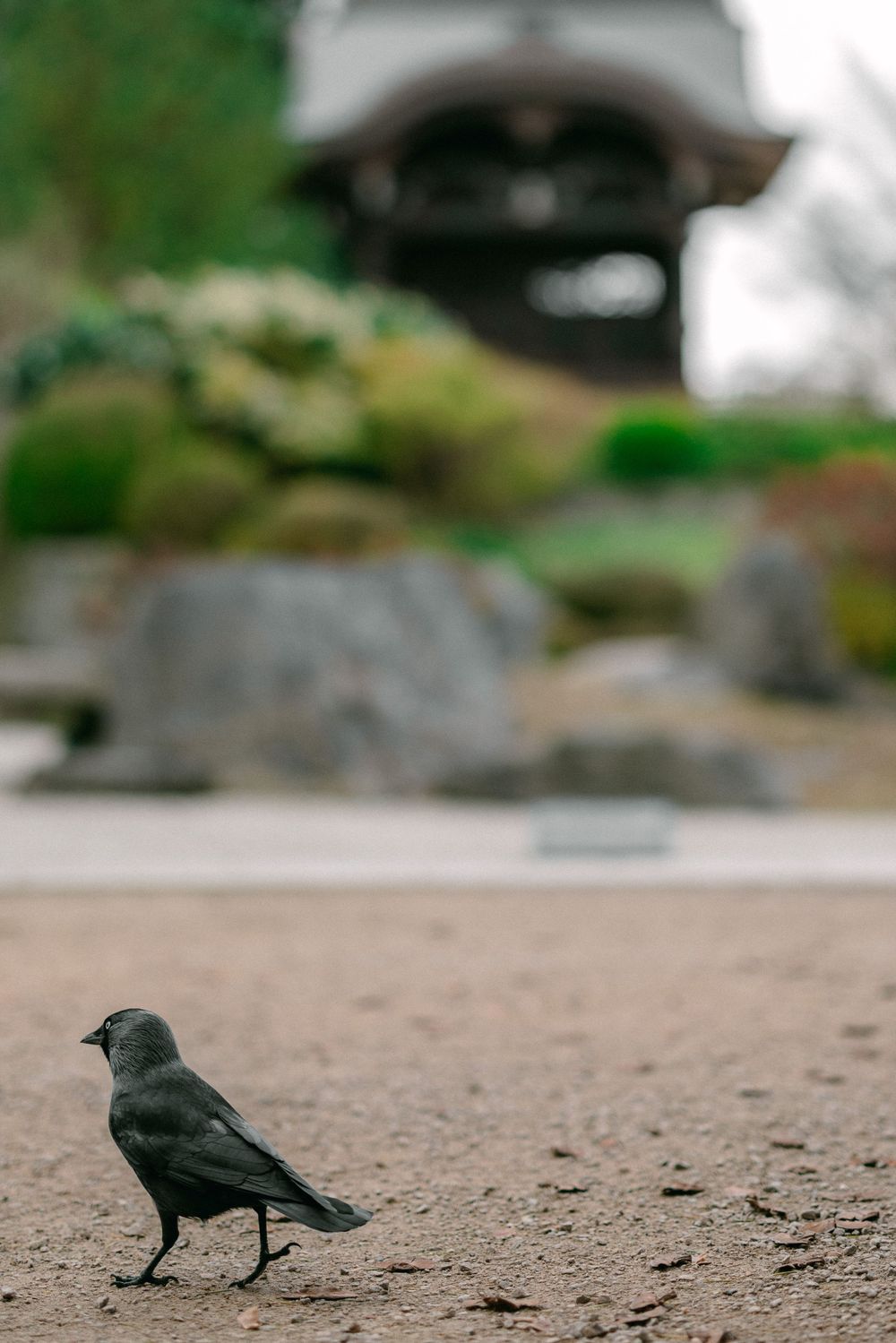 A black bird stands on gravel path with a Japanese pavilion blurred in the background.