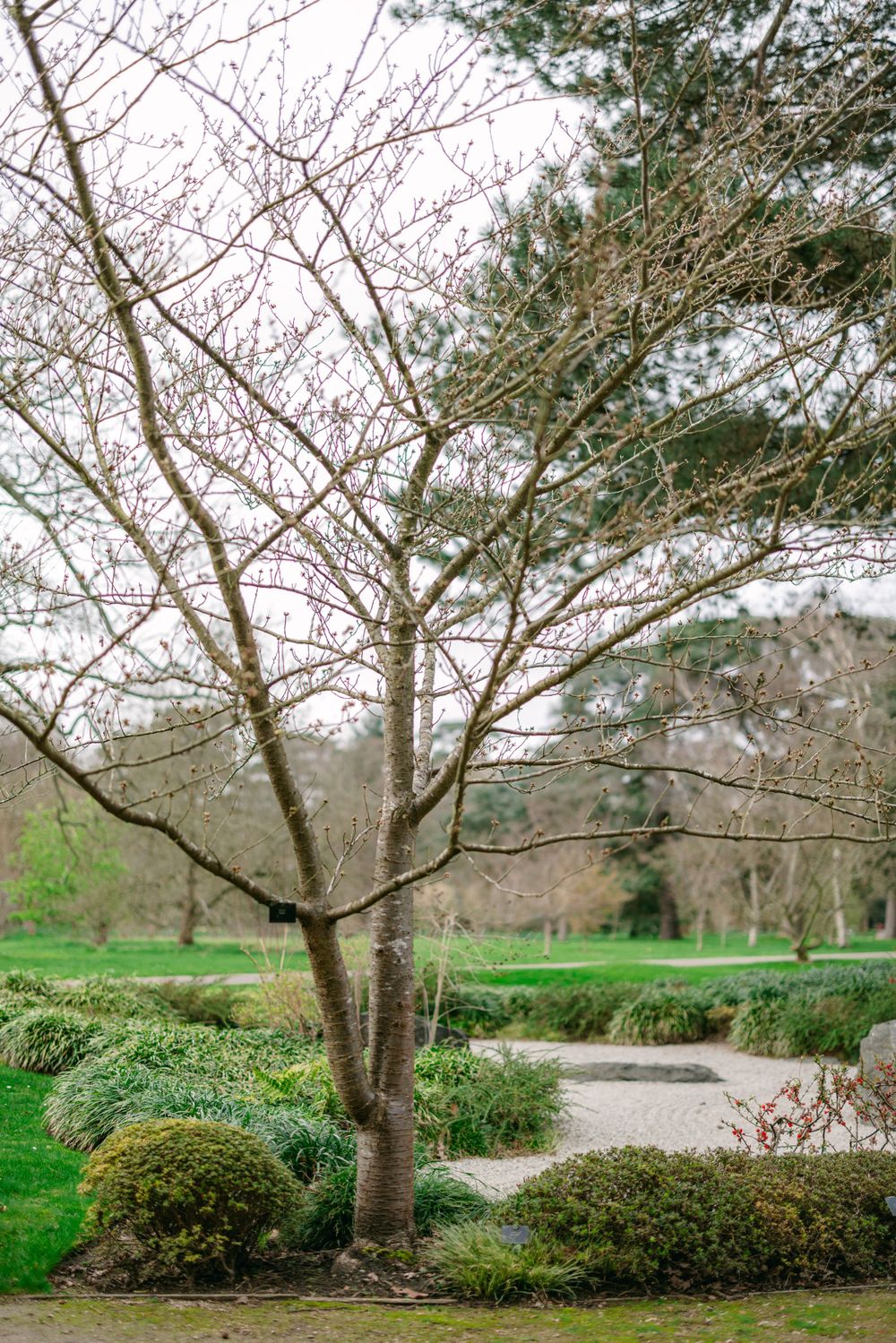A bare cherry blossom tree stands in a manicured Japanese garden with winding pathways.