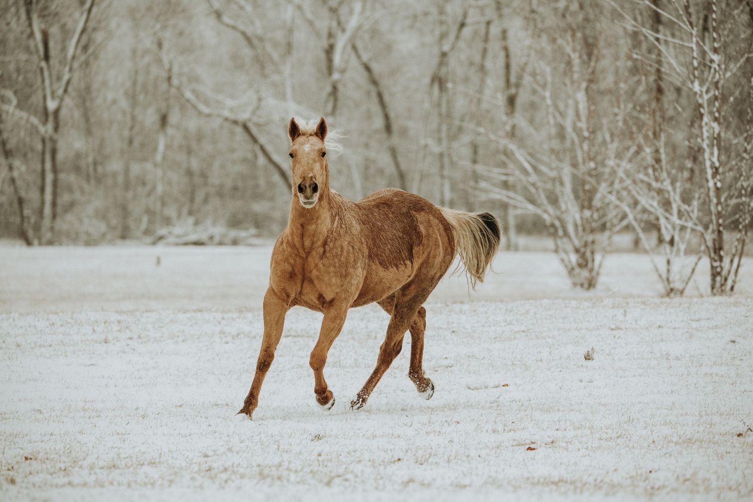 golden palomino trotting through the snow in Minnesota