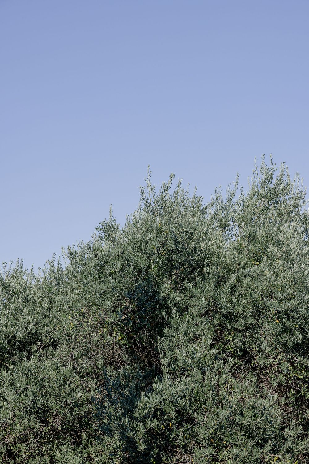 Lush green olive tree with silvery foliage against a clear blue sky on a sunny day.