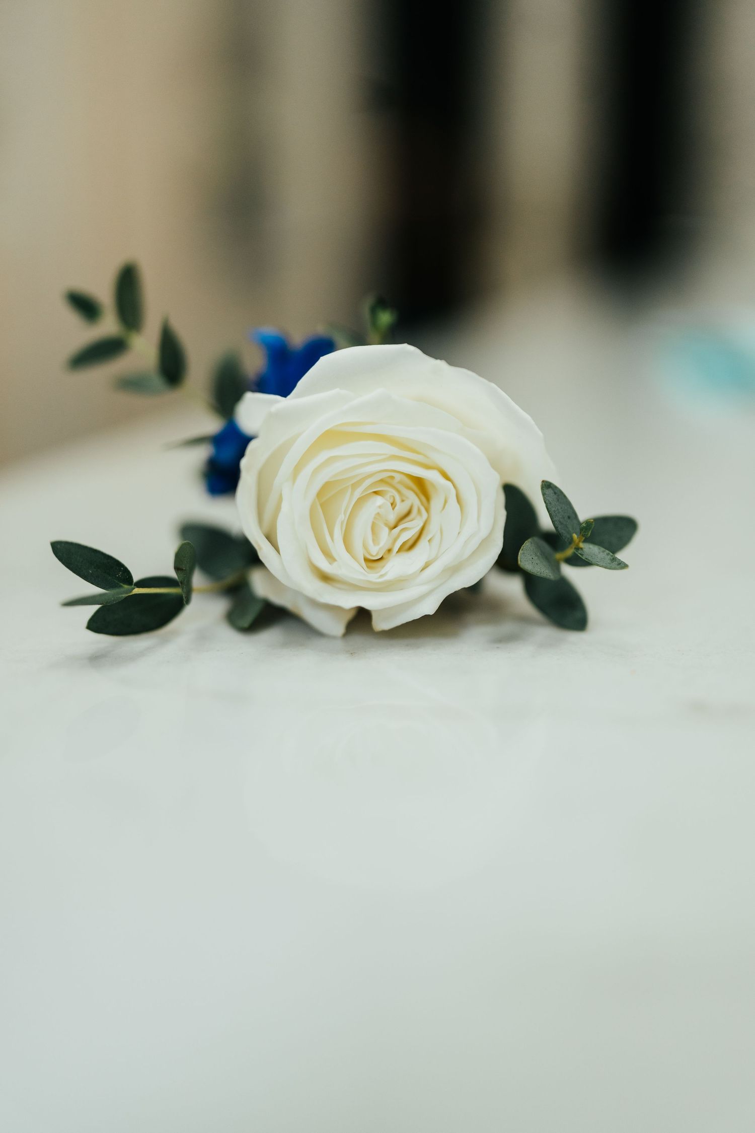 Elegant white rose with eucalyptus leaves on light background.
