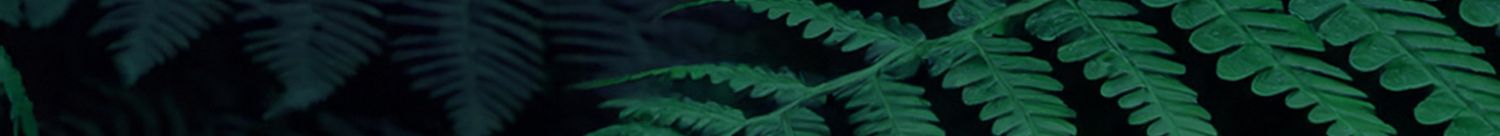 Puerto Rico Photographer. Albert Ray Photo. Rainforest Photoshoot. Female Portraits. Male Portraits. Book Now. Beach Photoshoot. Engagement
