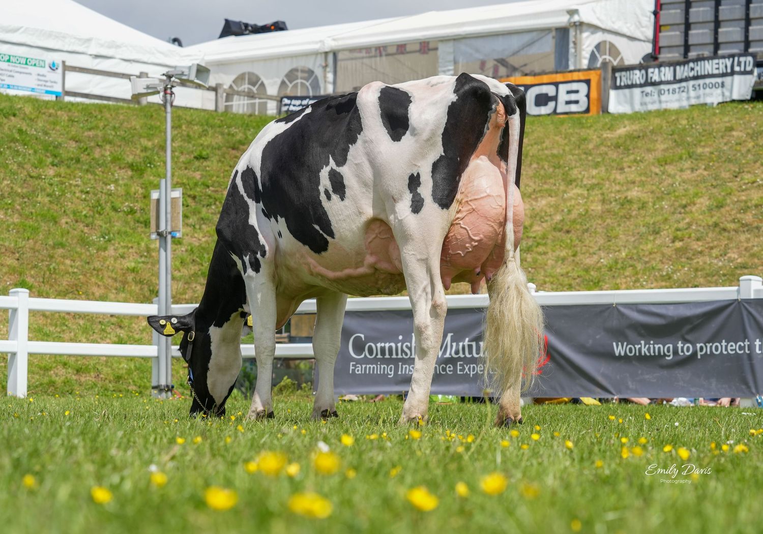 Holstein dairy cow grazing in a field with yellow dandelions and event tents visible.