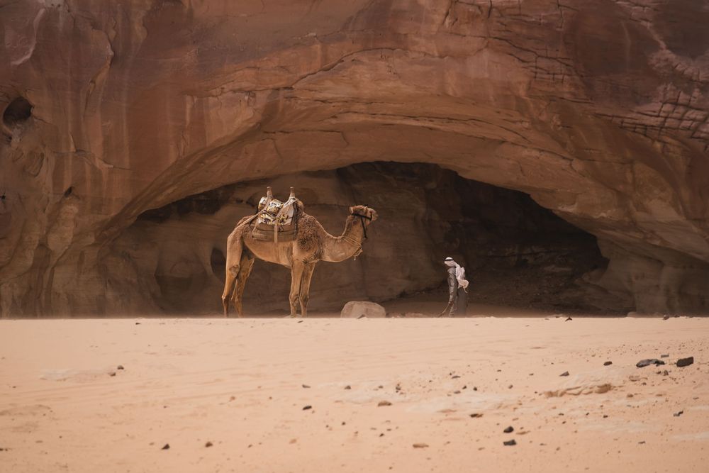 bedouin walking in front of a cave next to a camel in the sinai desert, egypt