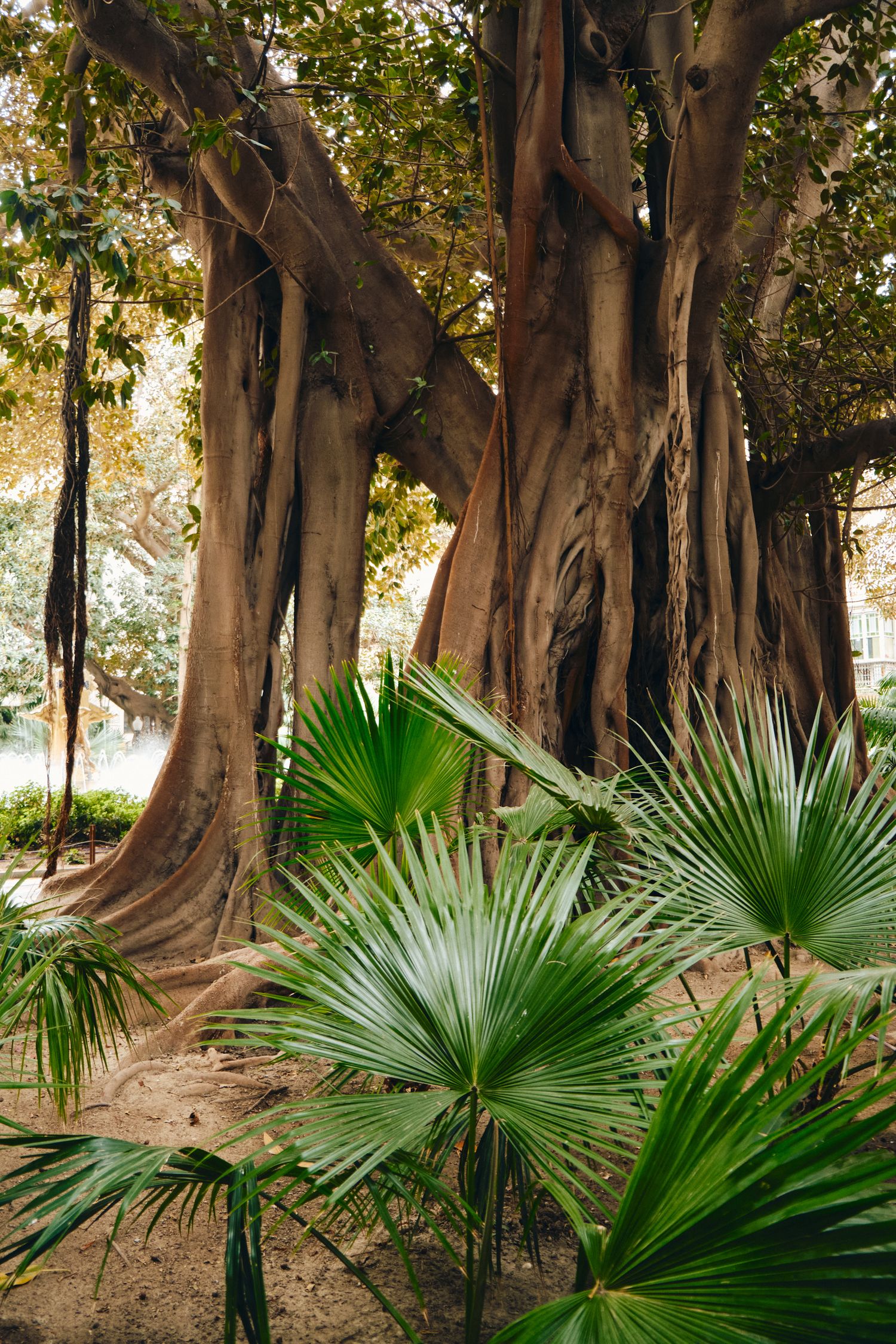 Majestic banyan tree with large twisted trunks surrounded by tropical palm fronds in a garden setting.